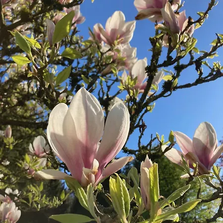Lägenhet Im Alten Antonia