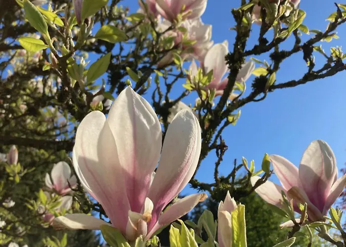 公寓 Im Alten Antonia