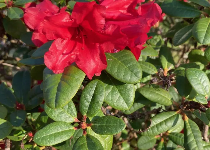 Im Alten Antonia 公寓